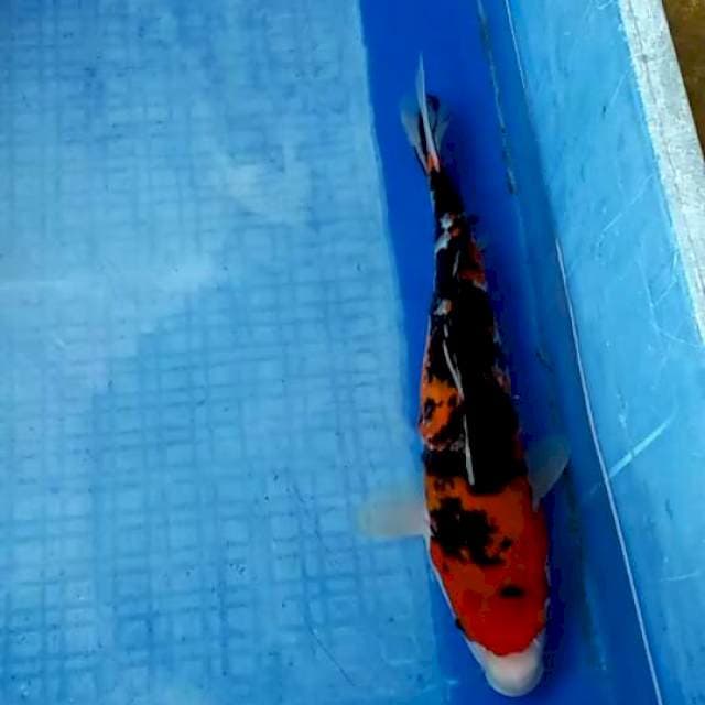 30cm showa