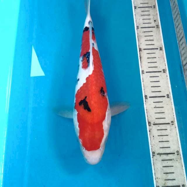 Sanke, male 35 cm