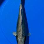 Mukasi ogon.35cm F