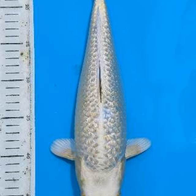 Mukashi  ginrin 35cm jitai..Fm