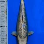 Mukashi  ginrin 35cm jitai..Fm