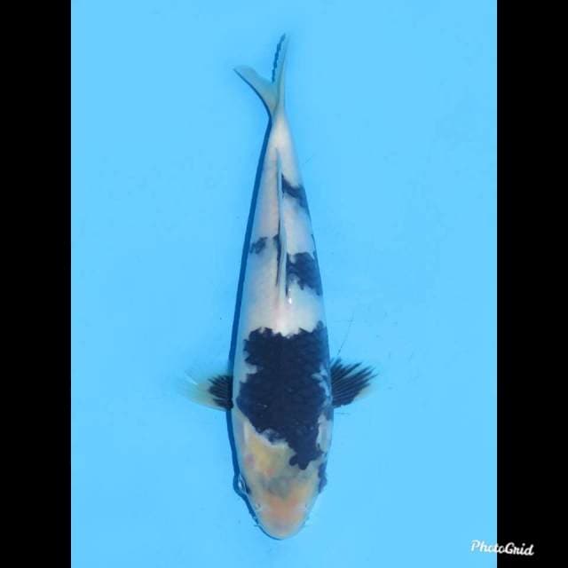 24cm , Jantan , Shiro Utsuri