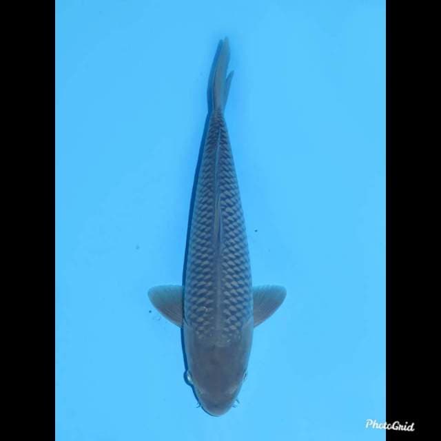32cm , Jntan , Soragoi No Bocor