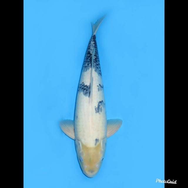 45cm , Jantan , Shiro Tategou