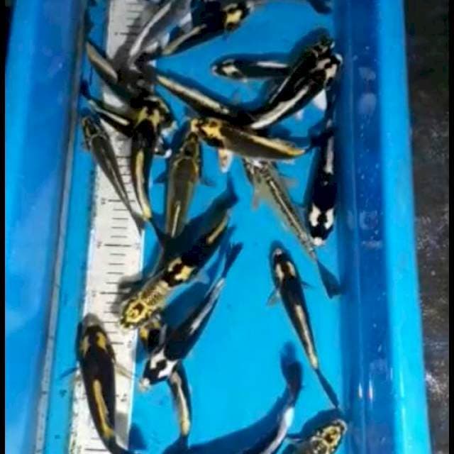 Mix koi
