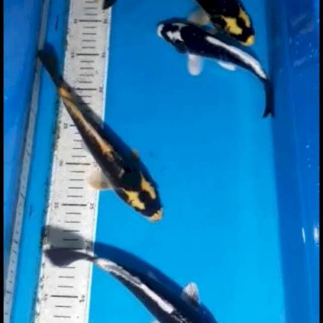 Mix koi
