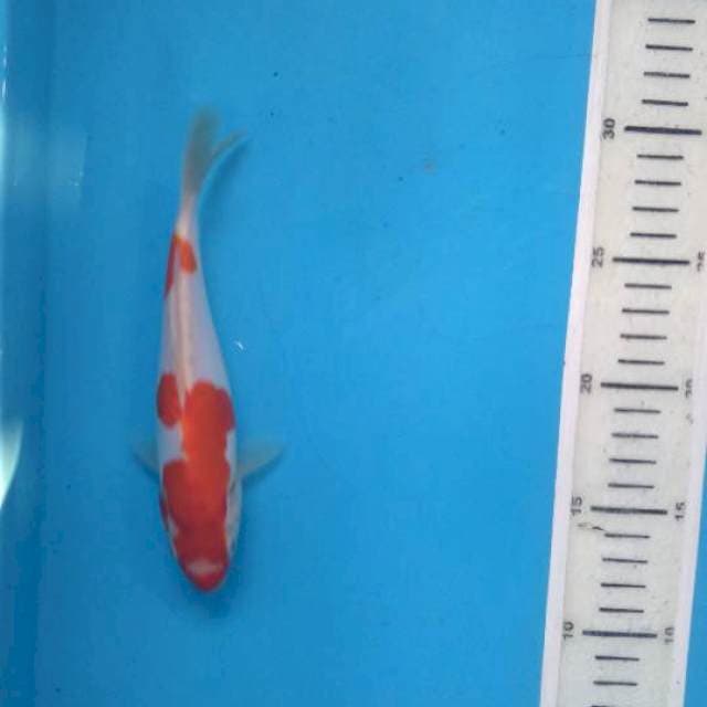 Kohaku doit 18cm