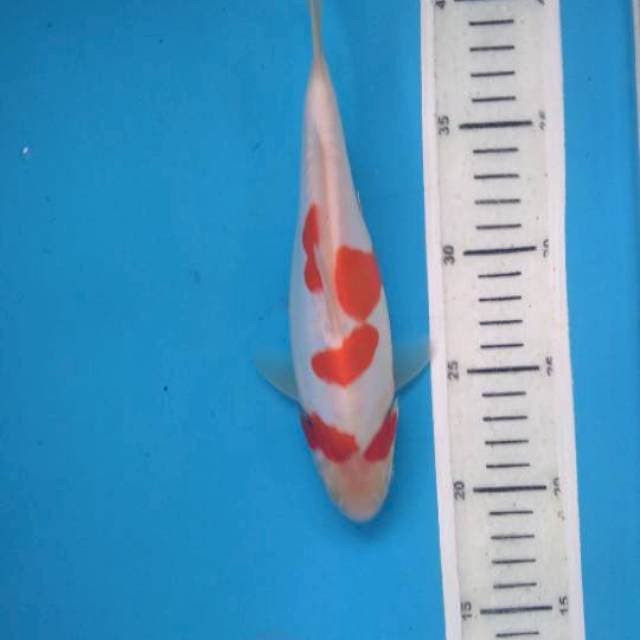 Kohaku doit 22cm