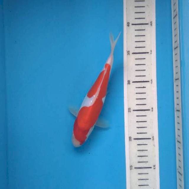 Kohaku doit 20cm