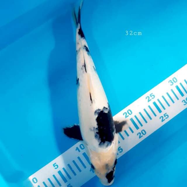 Shiro motogoro bulki 32cm