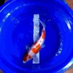 Kohaku Jumbo