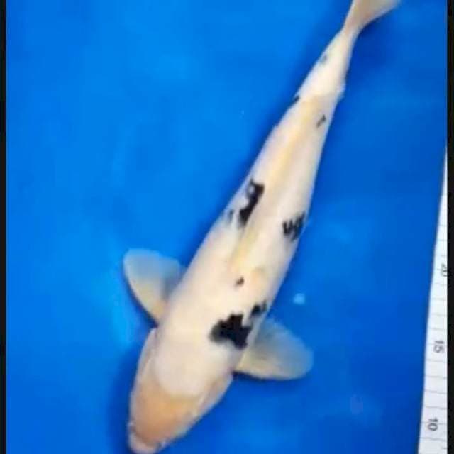Bekko 36cm male