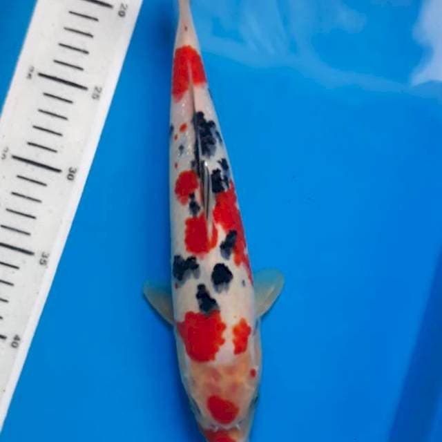 Sanke 29cm