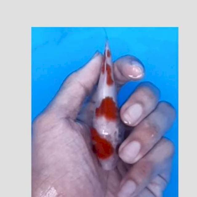 Kohaku15bu