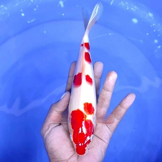 1. Kohaku Merah Strong || 25 cm