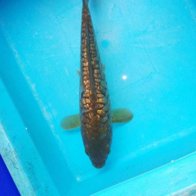 Sang naga ginrin