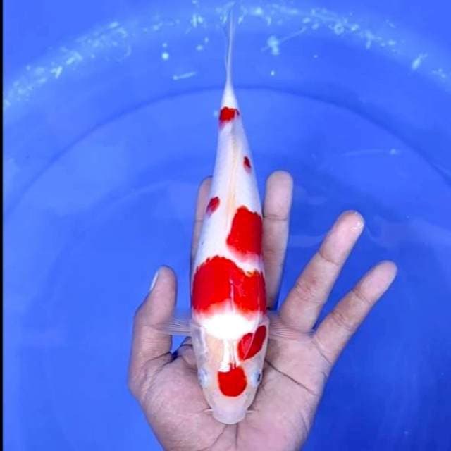 4. Kohaku || 24 cm