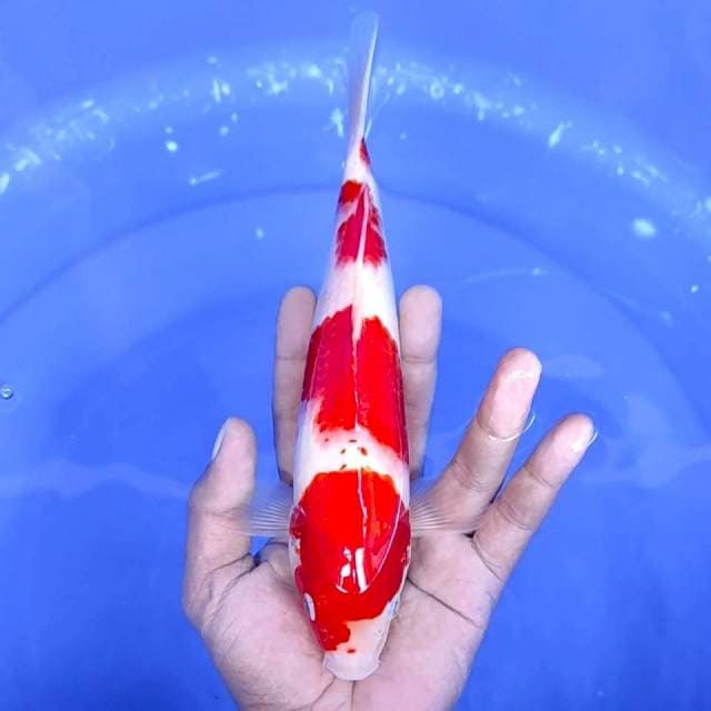 6. Kohaku Step 3 || 25 cm