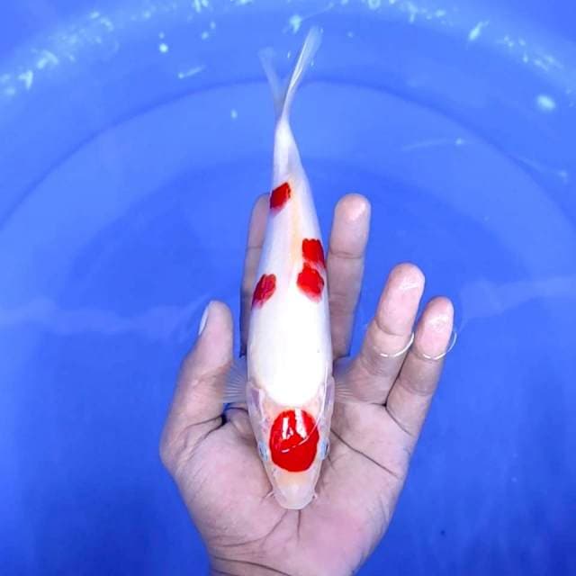 7. Maruten Kohaku Ori || 22 cm