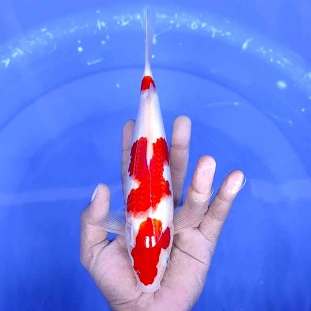 10. Kohaku || 24 cm || Jantan