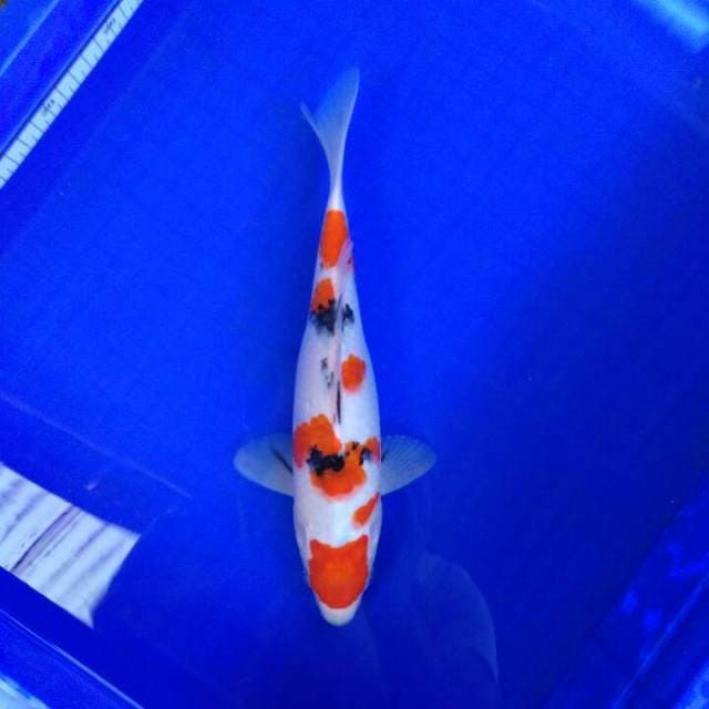 Marsan 30cm gendut