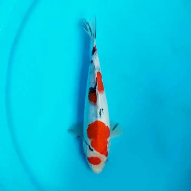 Sanke 24 cm