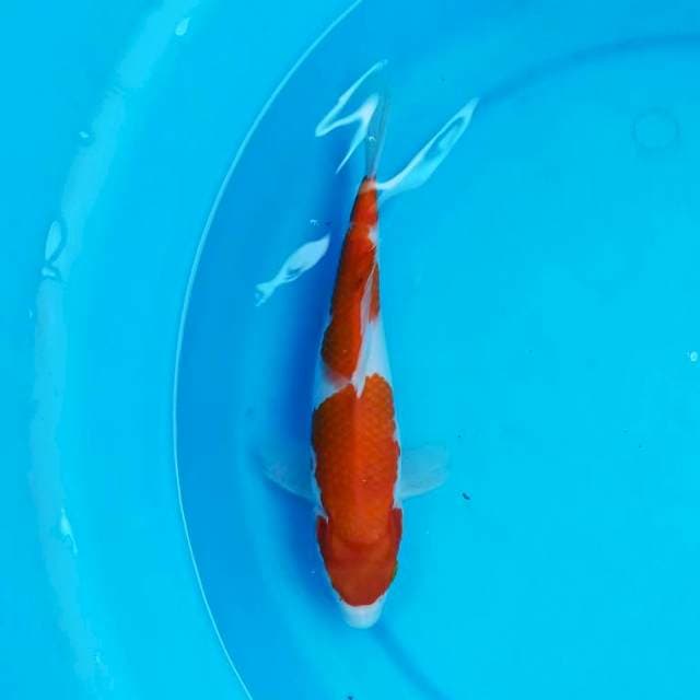 Kohaku 24 cm