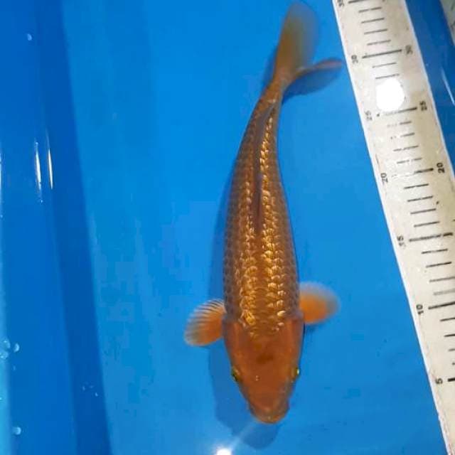 CARAMEL CHAGOI GINDRIN 30 CM JANTAN