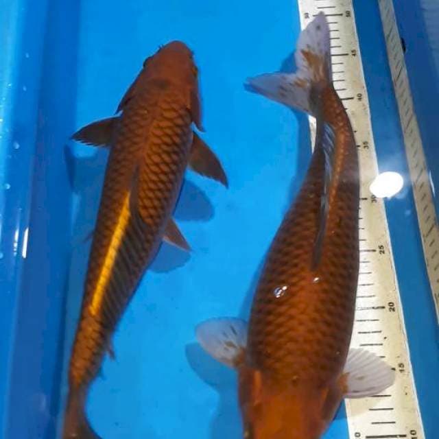 SEPASANG CHAGOI TEMBAGA 36&41 CM