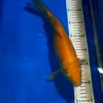 karasi 33cm