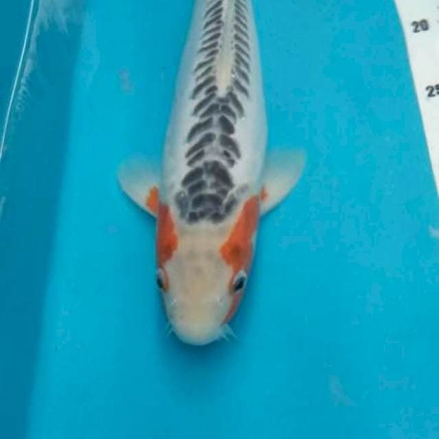Shusui, Male 40up