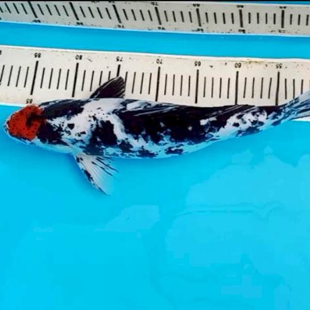 44 cm Male Tanco Showa