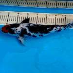 44 cm Male Tanco Showa