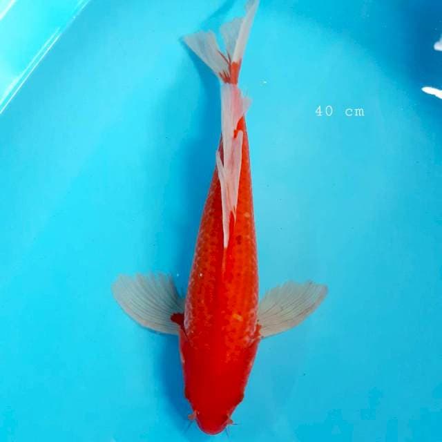 Sleyer 40 cm male