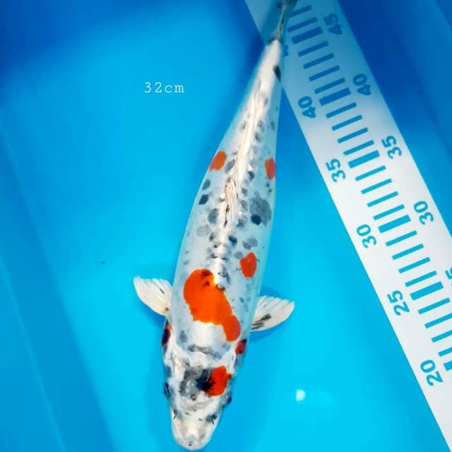 Kikko 32 cm