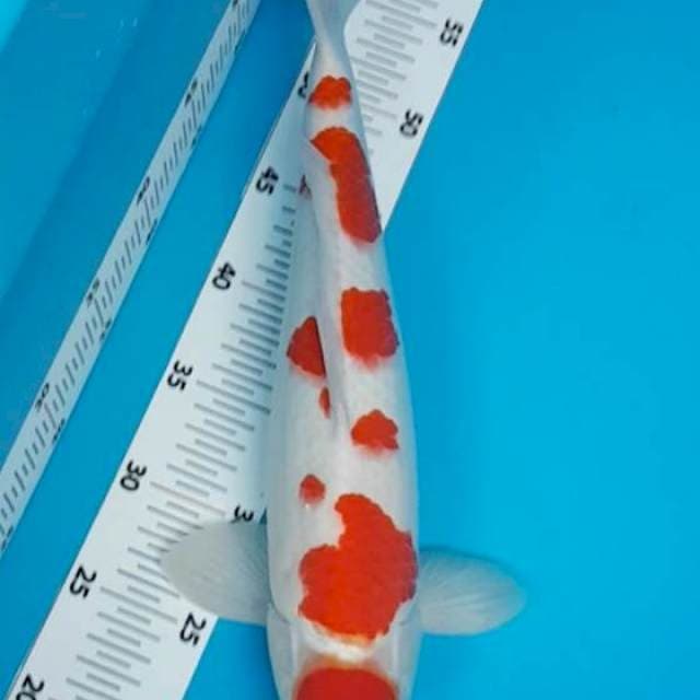 F1 maruten kohaku