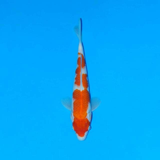 Kohaku