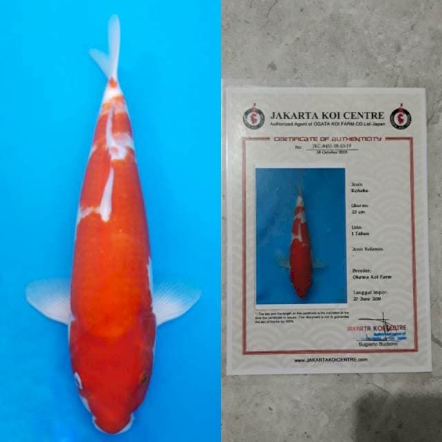 Okawa kohaku 40cm certy