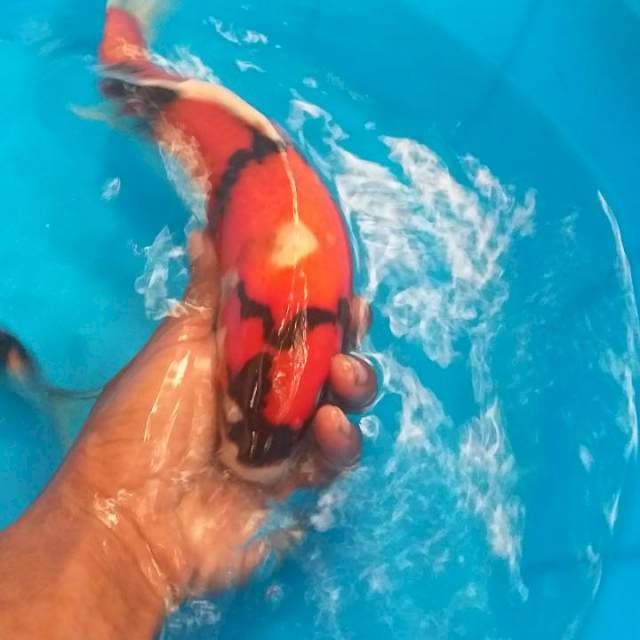 Showa 30 cm up