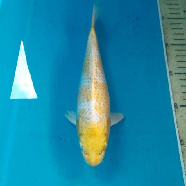 Hariwake, 23 cm