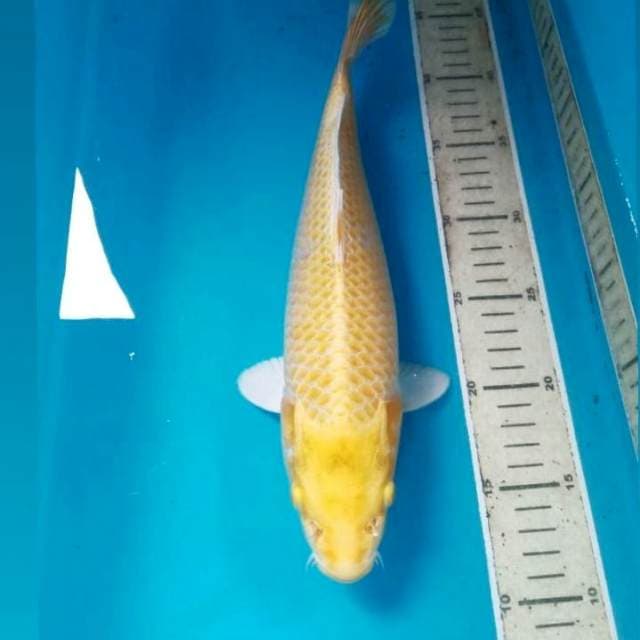 Yamabuki Ogon, 32 cm
