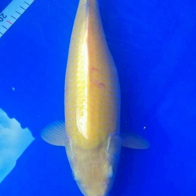 karasi mata merah bulky jozz