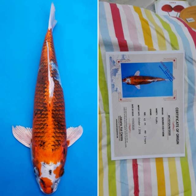 Genjiro kujaku 45cm certy