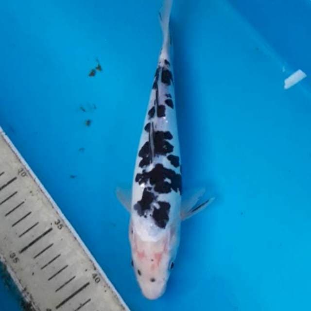 Bekko 25 cm