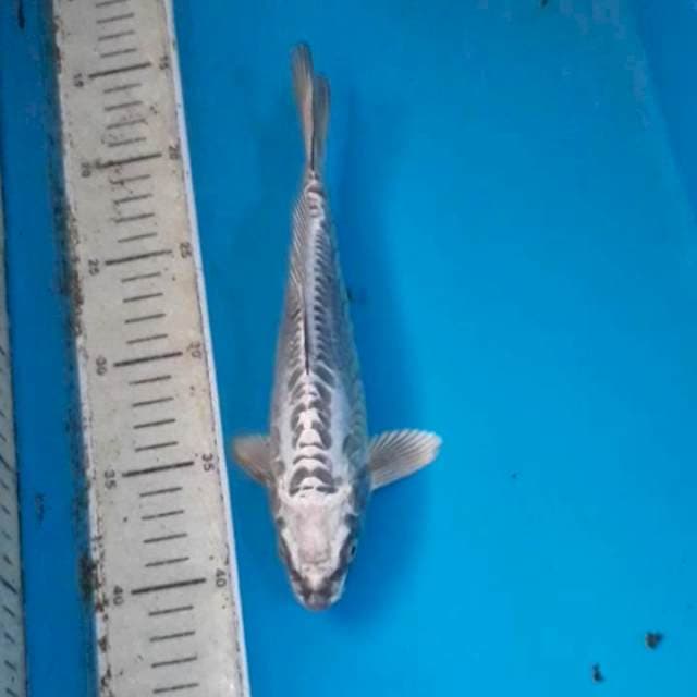 Antik 25 cm