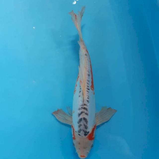 Kumpay shusui 39 cm