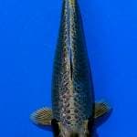 Mukashi ginrin.35cm male prospek jumbo.