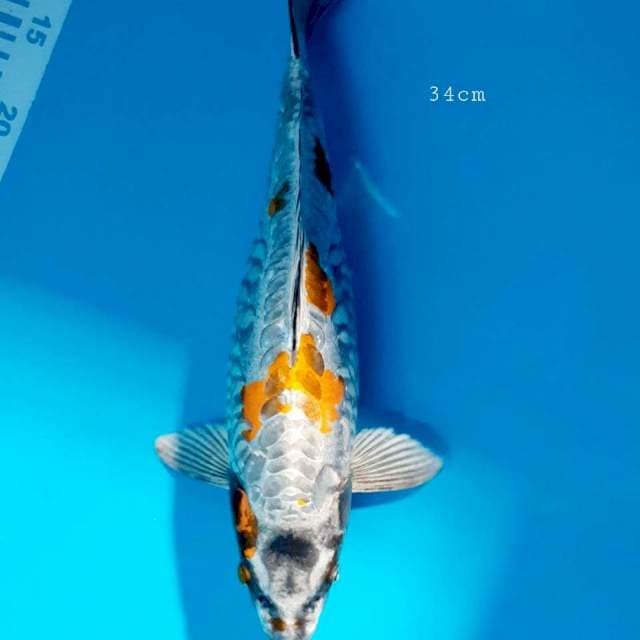Kikko 34cm