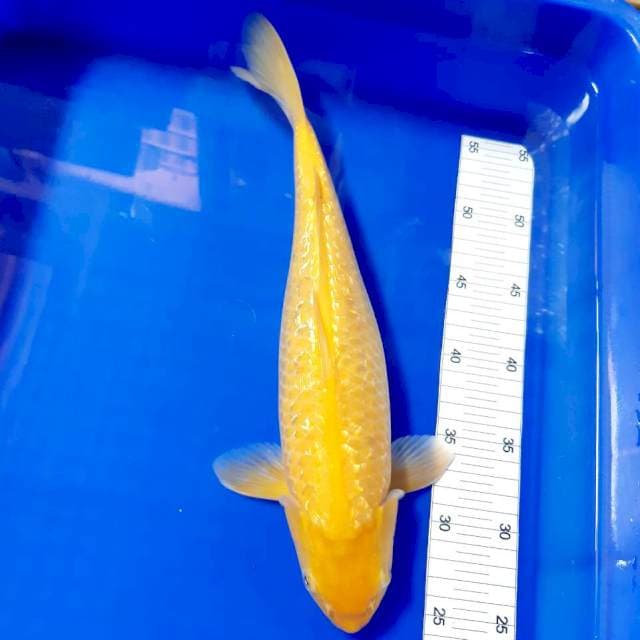 Karashi gindrin37cm mata merah