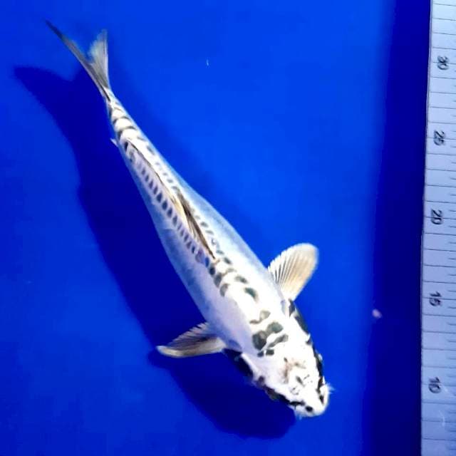Kikko 26 cm